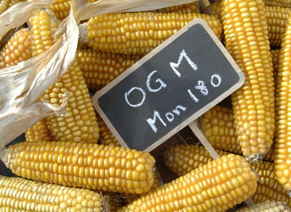 mais-ogm