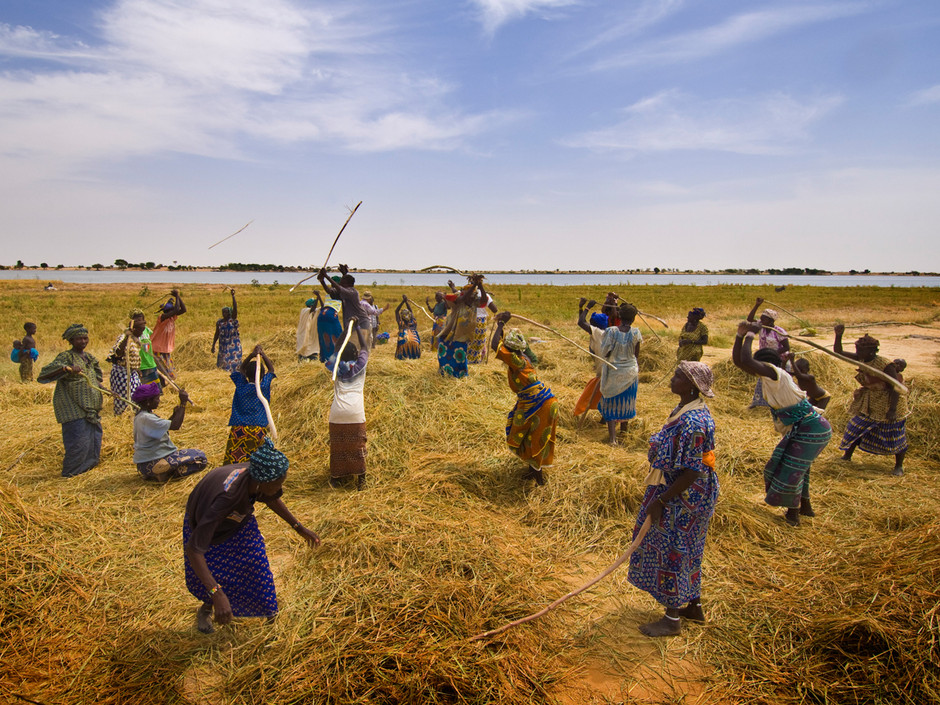 L’agriculture dans le Monde – la récolte du riz au Mali  Blog Matériel