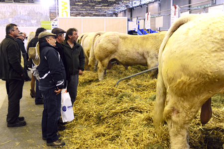 Vaches SIMA 2011 Vaches SIMA 2011